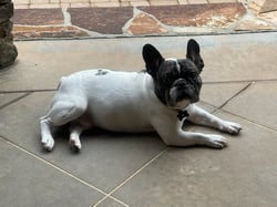 Teddy the dog laying on concrete