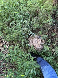 Image (2)-3
