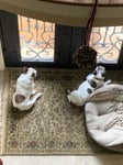 Two french bulldogs waiting by the door